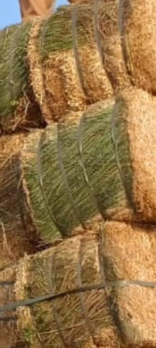 Corn Silage Image 3