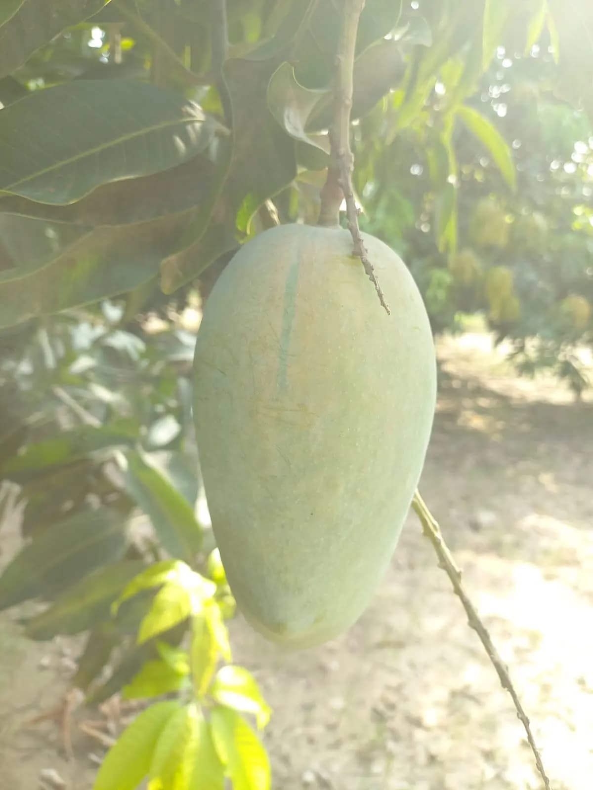 Chaunsa Mango Image 4