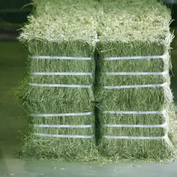 Rhode Grass Hay