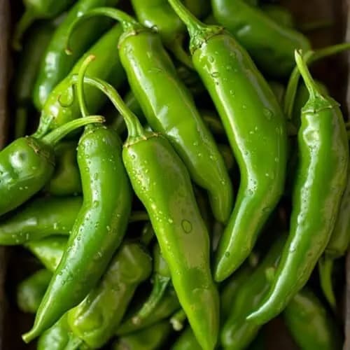 Green Chilli