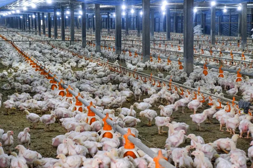 Halal Poultry & Chicken Image 4