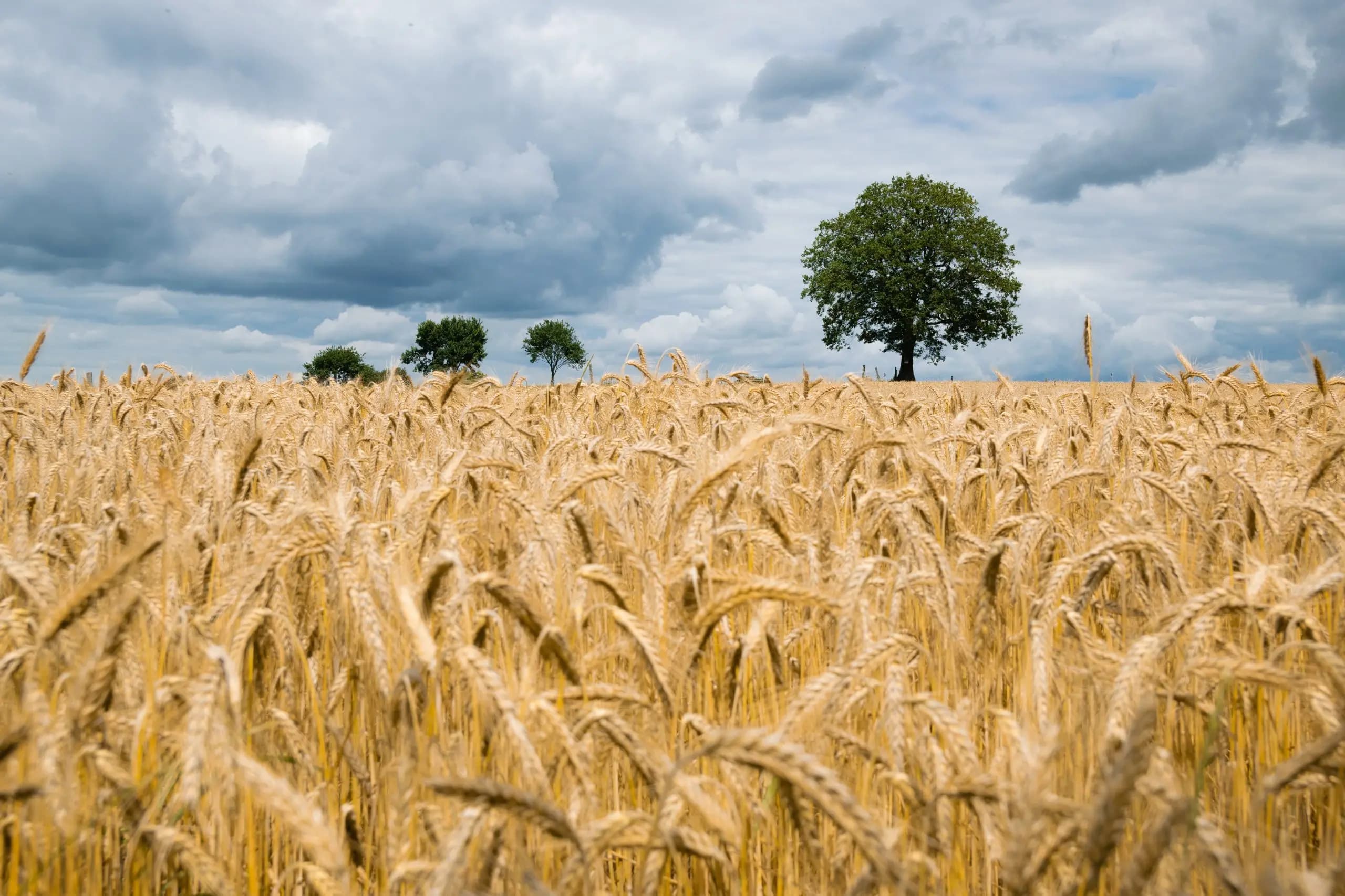 Grains & Corn