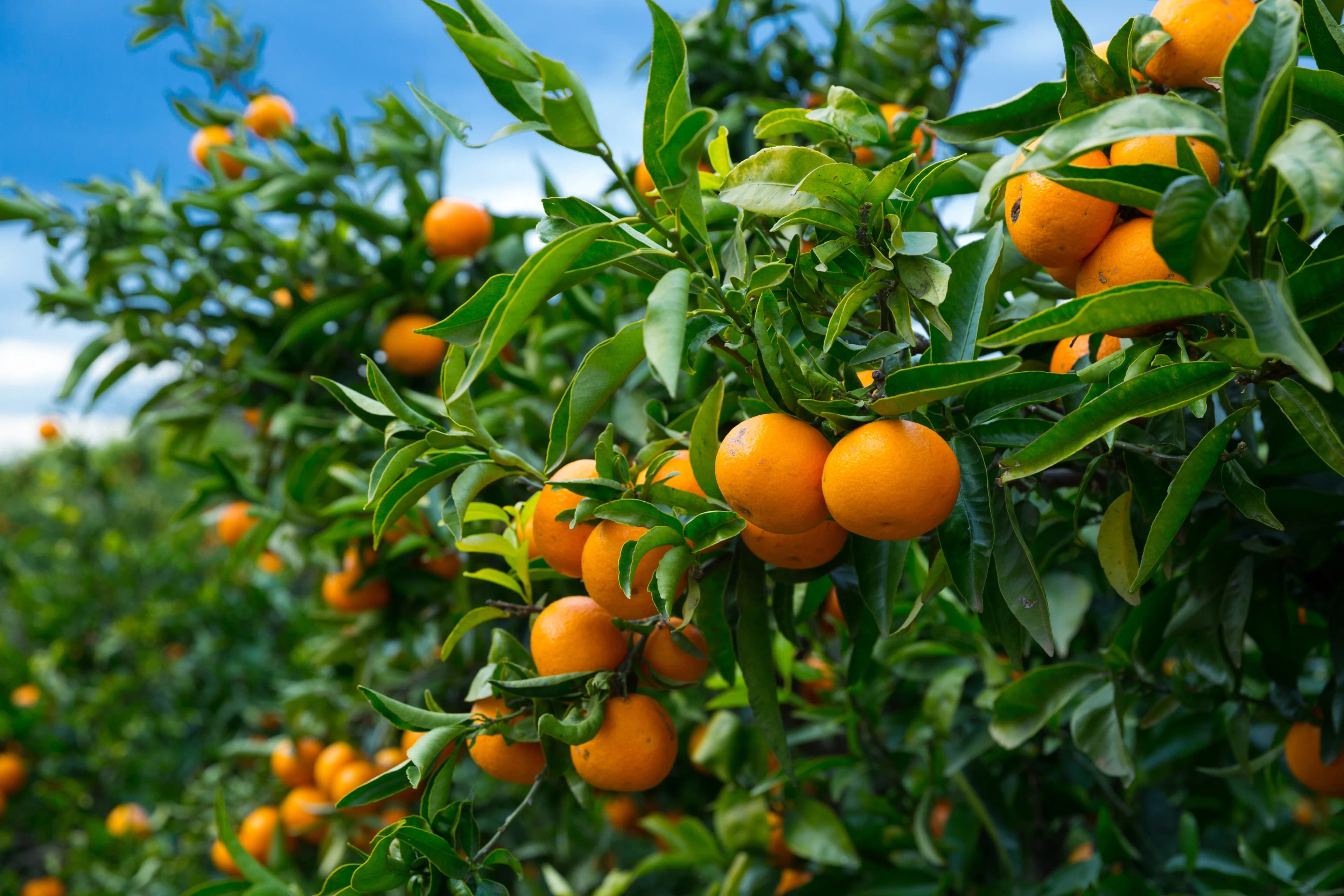 Kinnow Mandarin