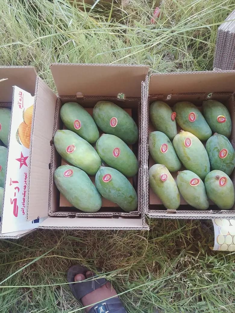 Chaunsa Mango Image 3