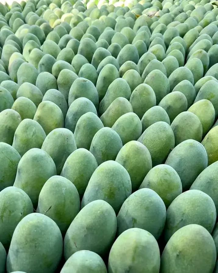 Chaunsa Mango Image 6