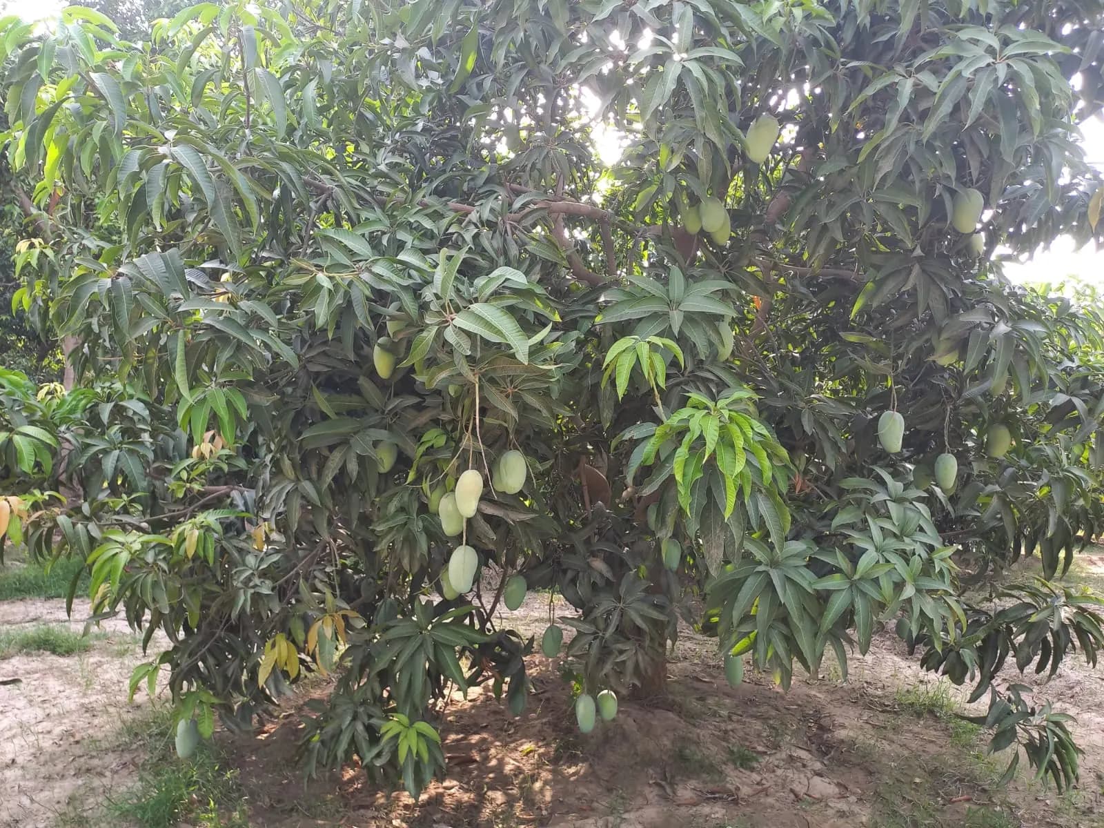 Chaunsa Mango Image 7