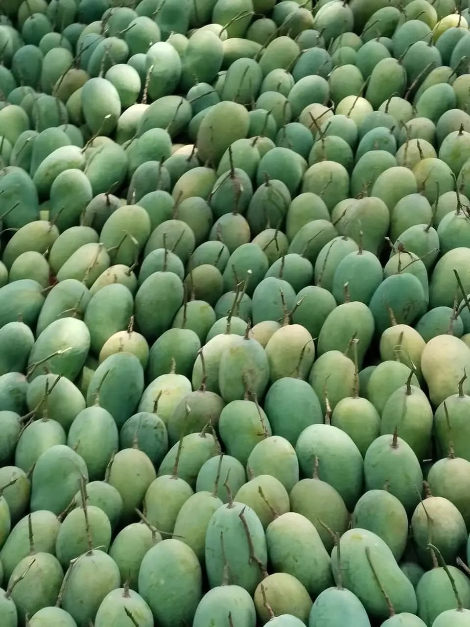 Chaunsa Mango Image 8