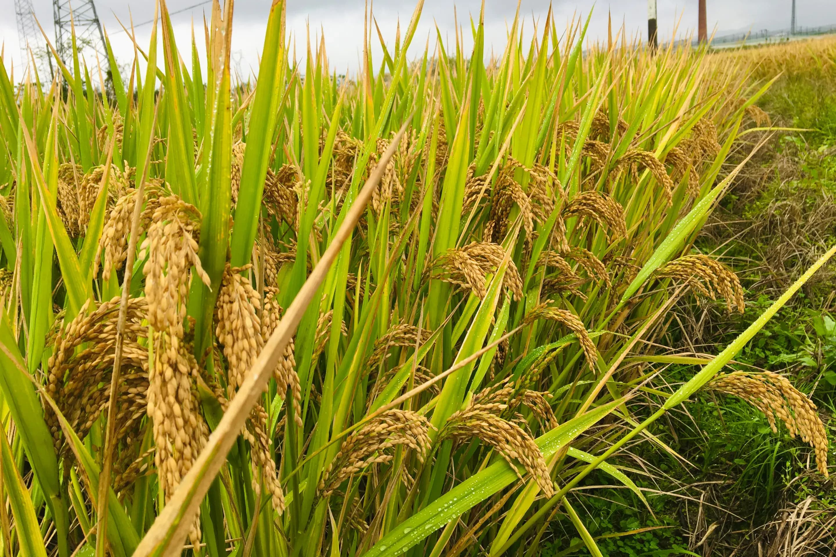 Rice