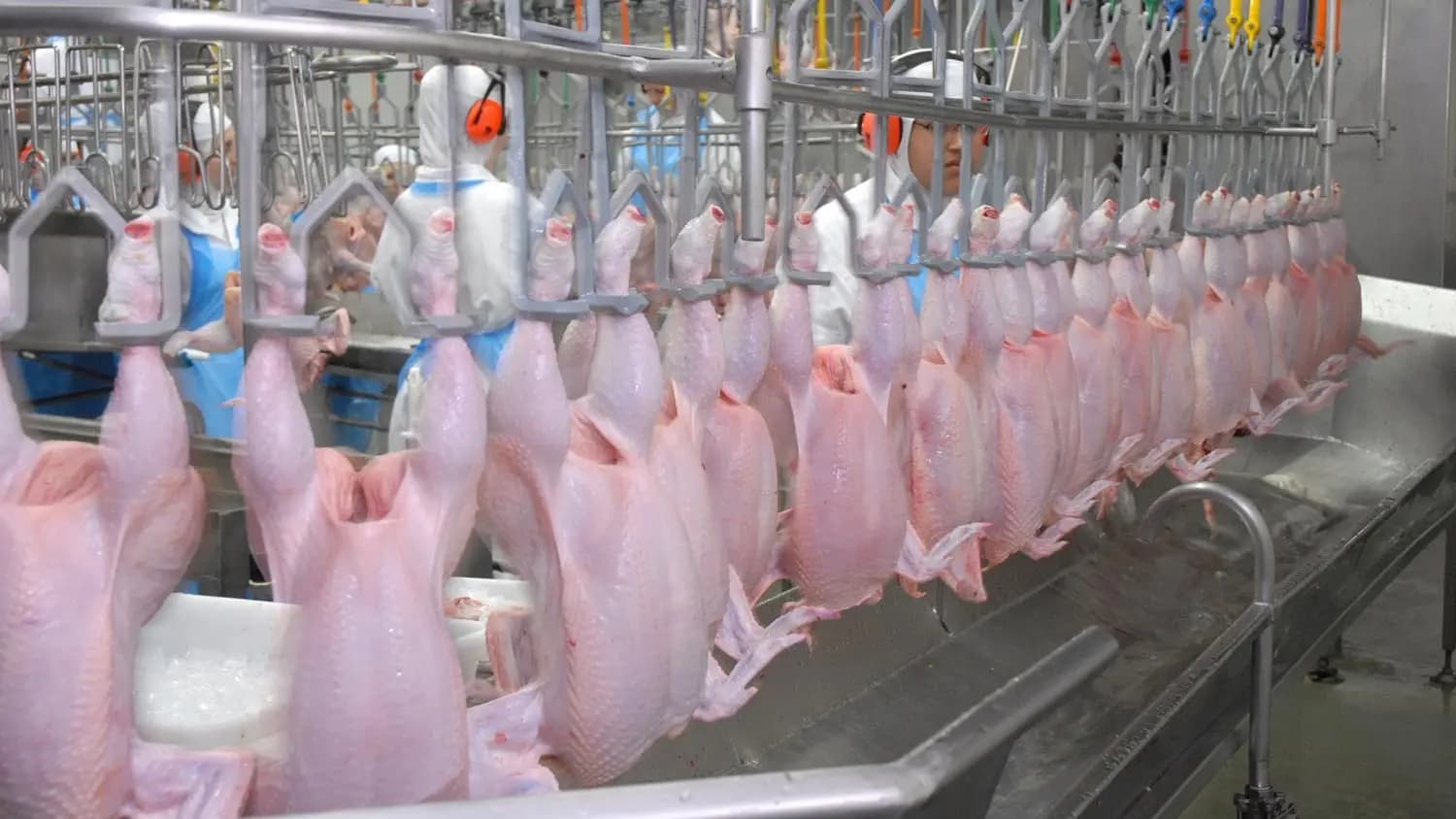Halal Poultry & Chicken