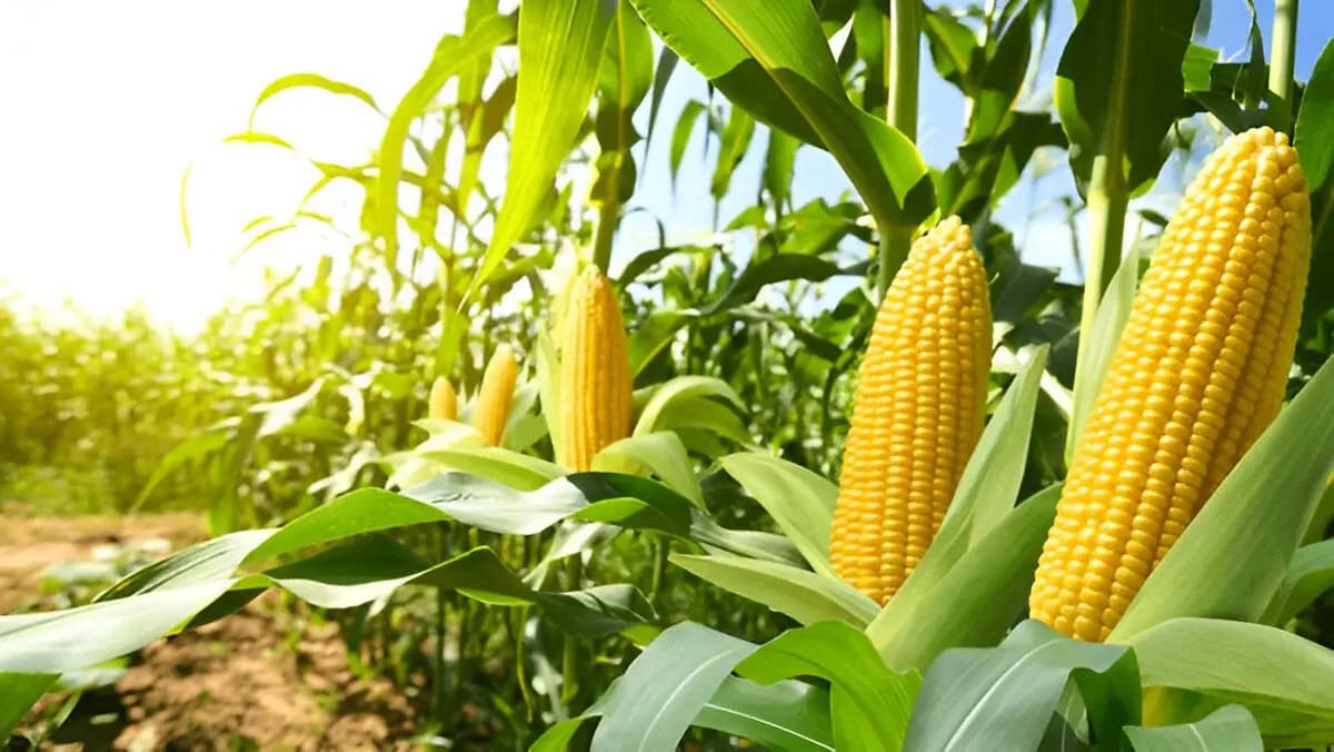Yellow Corn Maize