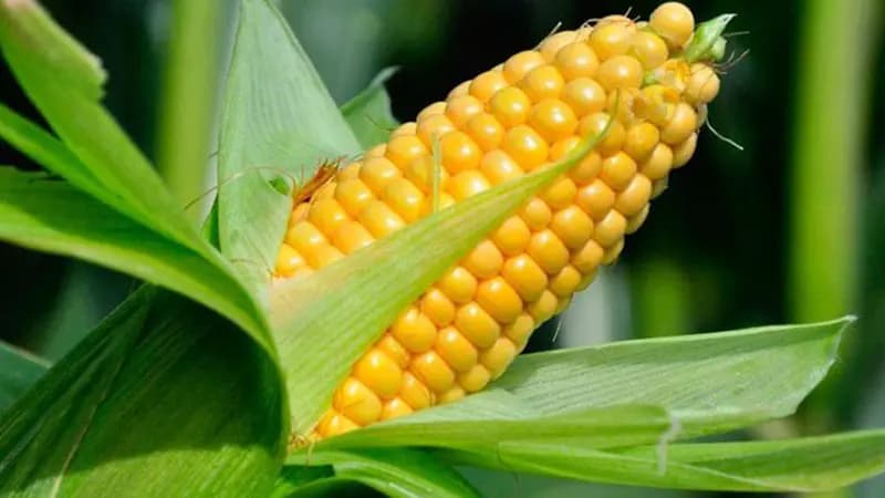 Yellow Corn Maize