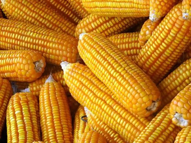 Yellow Corn Maize